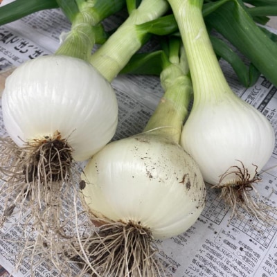 農家直送!【奈良農園】淡路島新玉ねぎ ≪5kgサイズ色々≫