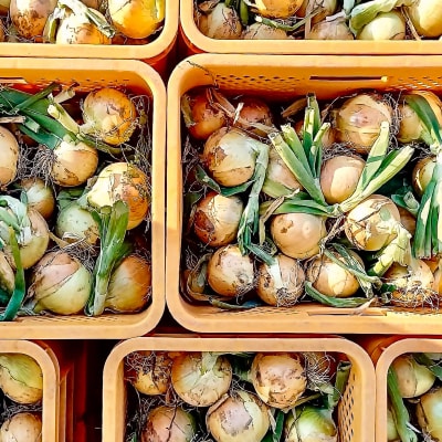 農家直送!【奈良農園】淡路島玉ねぎ ≪5kgサイズ色々≫