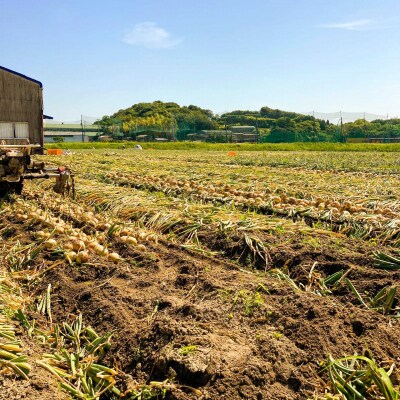 農家直送!【奈良農園】淡路島玉ねぎ ≪10kgサイズ色々≫