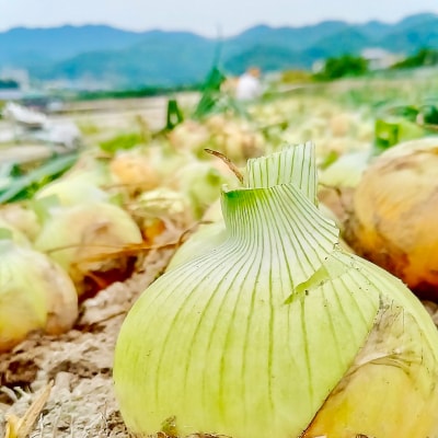 農家直送!【奈良農園】淡路島玉ねぎ ≪10kgサイズ色々≫