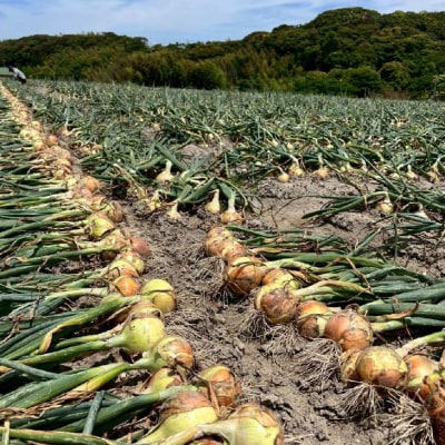 淡路島産玉ねぎ光玉 5キロ