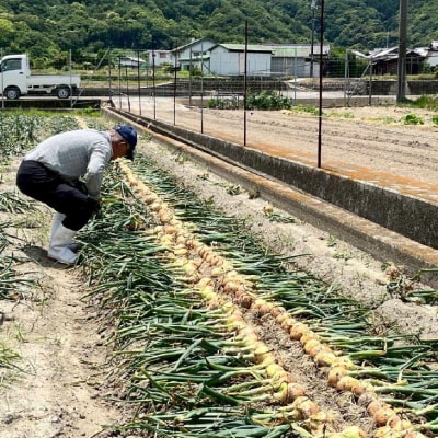 淡路島産玉ねぎ光玉 5キロ