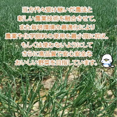 完熟玉ねぎ　中生3kg　◆配送6月上旬～