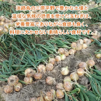 完熟玉ねぎ　中生5kg　◆配送6月上旬～