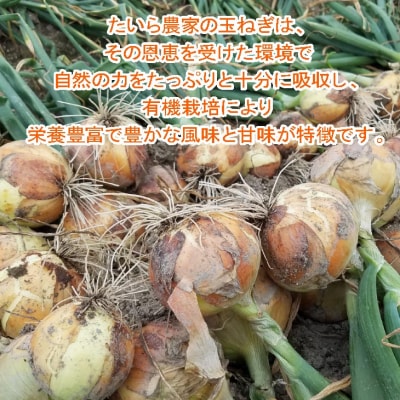 完熟玉ねぎ　中生5kg　◆配送6月上旬～