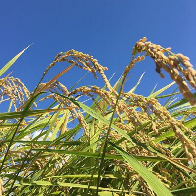 令和7年産・玄米『みどり豊』5kg　10月中旬頃から発送