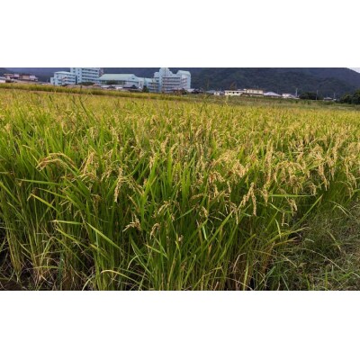 農薬・化学肥料不使用　白米