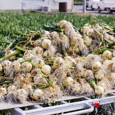 極上の味!「淡路島の極味玉ねぎ」3kg