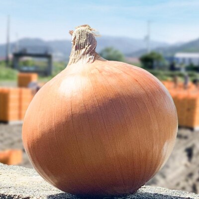 大地の恵み!淡路島の完熟玉ねぎ【シャーロットオニオン　輝玉(キラ玉)】3kg【6月中旬から配送】