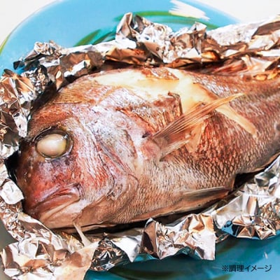 【漁師直送】【淡路島鳴門海峡産】天然鳴門鯛 宝楽焼きセット