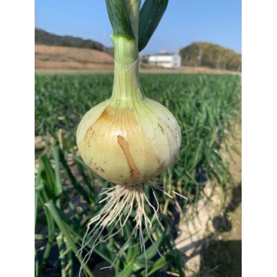 新玉ねぎ シャーロットオニオン 8kg　◆配送3月～6月