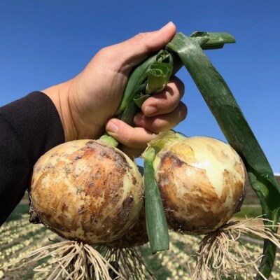 【新玉先行受付】淡路島 南あわじ市産玉ねぎ5kg 早生　◆配送5月～