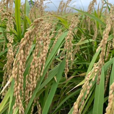 【わいわいベジタブル】令和7年度 淡路島産コシヒカリ 5kg