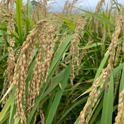 【わいわいベジタブル】令和7年度 淡路島産コシヒカリ 10kg(5kg×2)