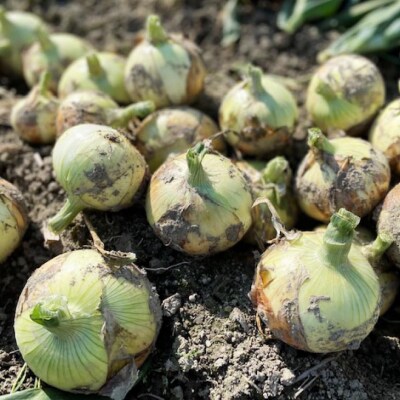 淡路島 南あわじ市産玉ねぎ 5kg　◆配送6月～