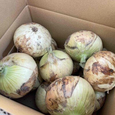 【しょうちゃんFARM】　淡路島　南あわじ市産玉ねぎ 5kg　◆配送6月～