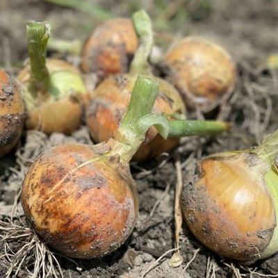 淡路島 南あわじ市産玉ねぎ5kg　◆配送7月～