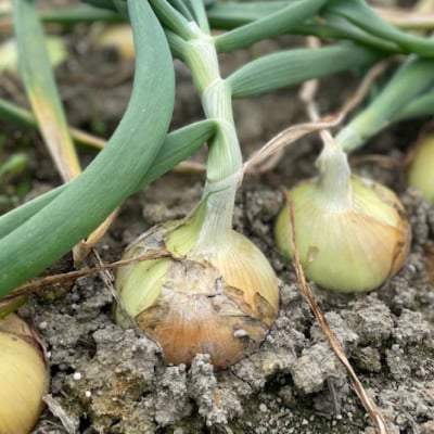 淡路島 南あわじ市産玉ねぎ5kg　◆配送7月～