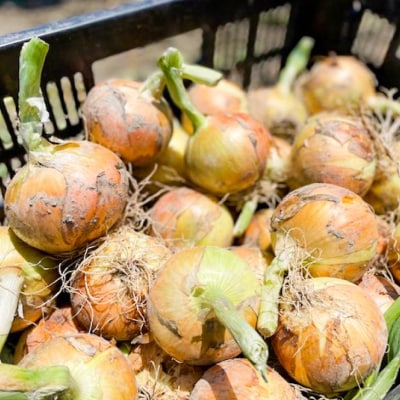 淡路島 南あわじ市産玉ねぎ5kg　◆配送7月～