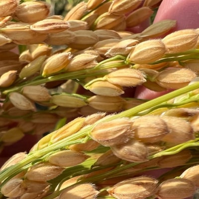 【島田青果】淡路島ゆずるは米 5kg～ひょうご安心ブランド認証取得～