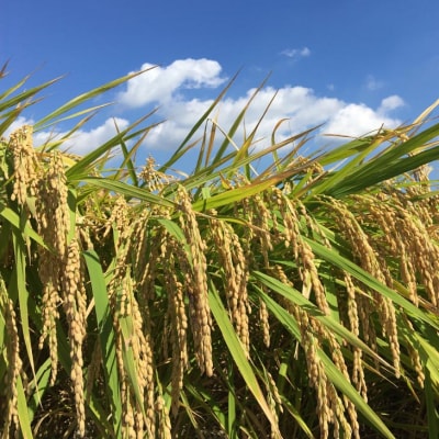 【令和7年産】栽培期間中農薬・化学肥料不使用 白米10kg みどり豊(コシヒカリ)