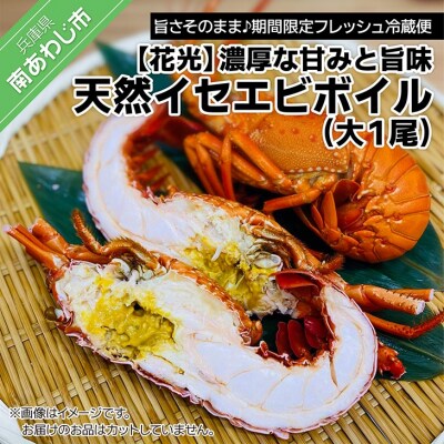 【花光】濃厚な甘みと旨味!天然イセエビボイル(大1尾)【旨さそのまま♪期間限定フレッシュ冷蔵便】