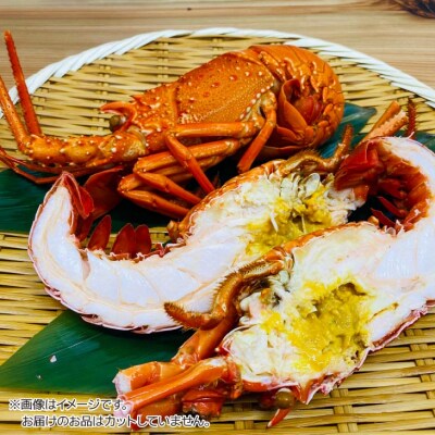 【花光】濃厚な甘みと旨味!天然イセエビボイル(大1尾)【旨さそのまま♪期間限定フレッシュ冷蔵便】