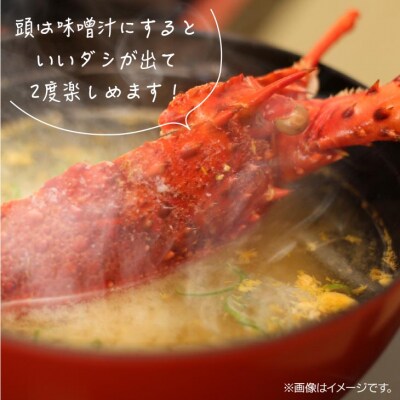【花光】濃厚な甘みと旨味!天然イセエビボイル(大1尾)【旨さそのまま♪期間限定フレッシュ冷蔵便】