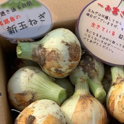 【先行受付】新玉ねぎ シャーロットオニオン  4kg ◆配送5月上旬～6月末