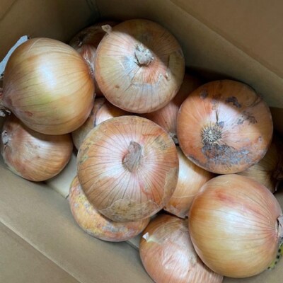 新玉ねぎ シャーロットオニオン 10kg ◆配送7月上旬～11月末