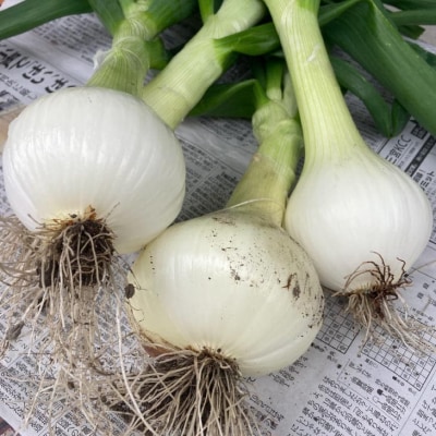 農家直送!【奈良農園】淡路島新玉ねぎ ≪10kgサイズ色々≫ 