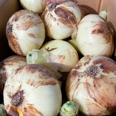 農家直送!【奈良農園】淡路島新玉ねぎ ≪10kgサイズ色々≫ 