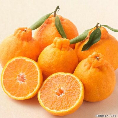 【期間限定】 淡路島灘不知火