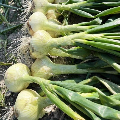 淡路島玉ねぎ 南あわじ産新玉ねぎ(超極早生)3kg　◆配送2月～