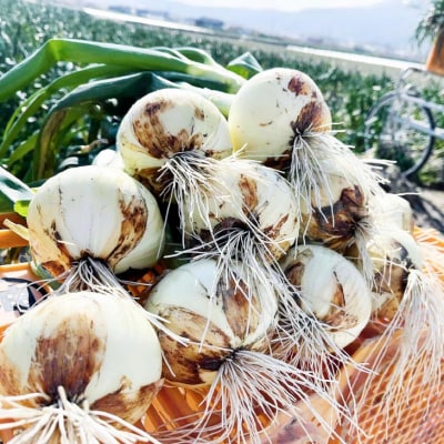 淡路島玉ねぎ　南あわじ産新玉ねぎ(超極早生)6kg　◆配送2月～