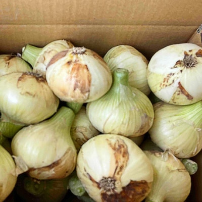 淡路島玉ねぎ　南あわじ産新玉ねぎ(超極早生)6kg　◆配送2月～