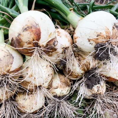 春の訪れ!淡路島の新たまねぎ(2kg)