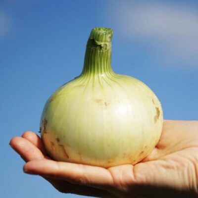 【新玉受付!】＼うまい玉ねぎできたでー/ 特別栽培・新玉ねぎ5kg