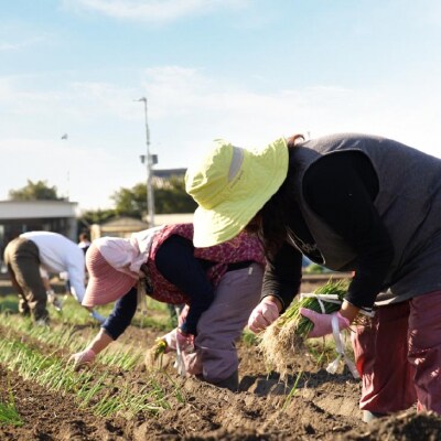 【新玉受付!】＼うまい玉ねぎできたでー/ 特別栽培新玉ねぎ10kg　◆配送3月中旬～6月中旬