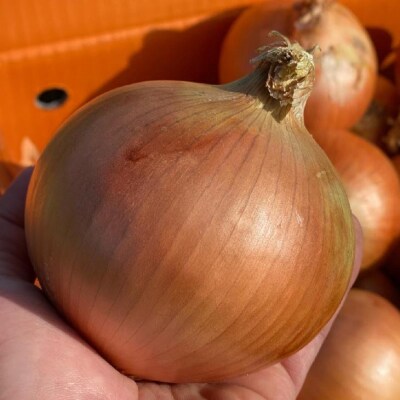 原田兄弟の一番玉ねぎ 5kg