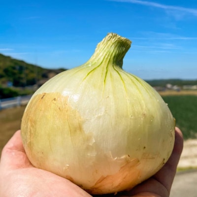 原田兄弟の一番玉ねぎ 10kg