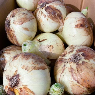 農家直送!淡路島新玉ねぎ ≪3kgサイズ色々≫