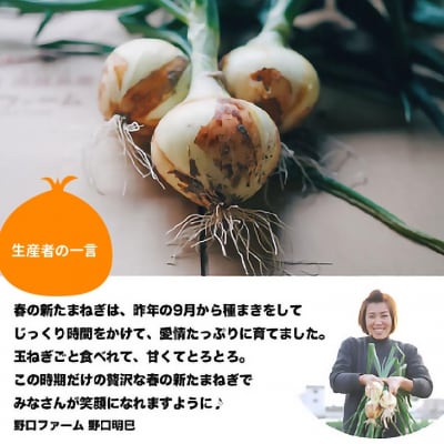 子どもたちが丸ごと食べれる♪春の新たまねぎ2kg　◆配送3月～
