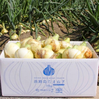 【東中青果】うずしお追熟甘玉ねぎ(訳あり)10kg