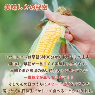 【令和8年産】早朝採りトウモロコシ10本セット　◆配送6月下旬～7月頃