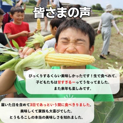 【令和7年産】早朝採りトウモロコシ10本セット　◆配送6月下旬～7月頃