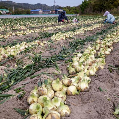 【母の日メッセージカード包装!】淡路島フルーツ玉ねぎ3kg・テレビで紹介