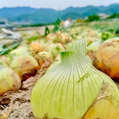 農家直送!【奈良農園】淡路島玉ねぎ ≪3kgサイズ色々≫