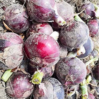 淡路島完熟玉ねぎとレッドオニオンのセット約3kg