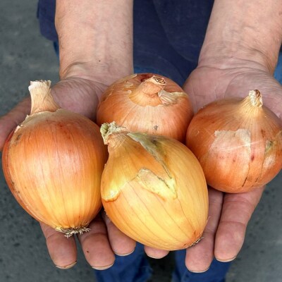 兵庫県認証★特別栽培★淡路島たまねぎ【5kg】 ちょっと訳あり(サイズ不ぞろい、少し変形)